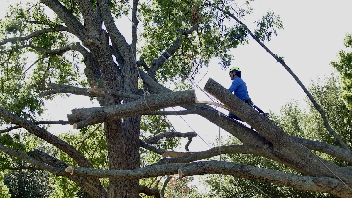 Professional Hazardous Tree Removal performed by certified arborists in Drexel