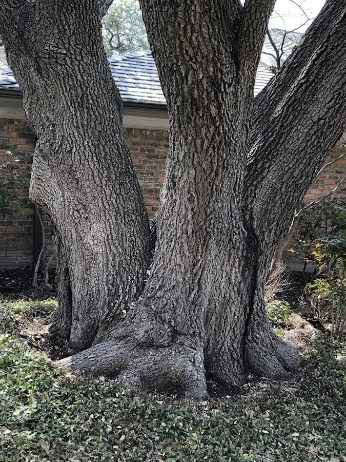 Mature heritage tree close to a Drexel property cared for by certified arborists